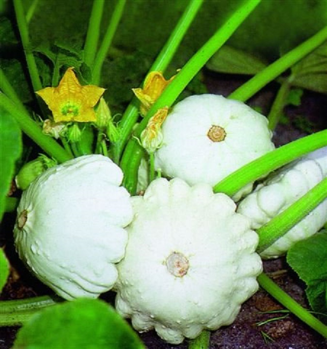 Summer Squash White Patty Pan ( Scallop ) 50 seeds