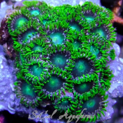WYSIWYG Live Coral: Radioactive Dragon Eye Zoas ...