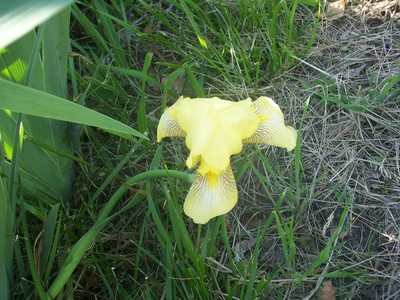 LOT OF 10 BEAUTIFUL WILD YELLOW BEARDED ...