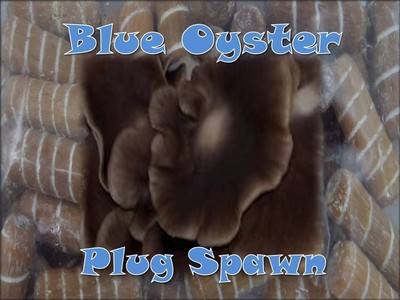 Blue Oyste Mushroom Growing Plug Spawn 50 ...