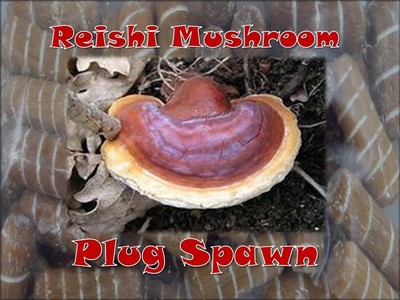 Reishi Mushroom Medicinal Growing Plug Spawn 50 ...