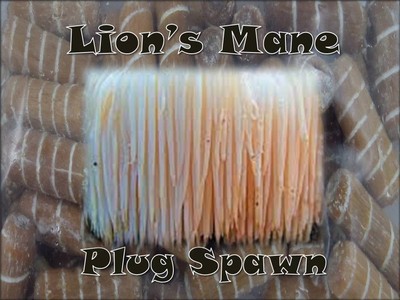 Lion's Mane Mushroom Medicinal Growing Plug Spawn ...