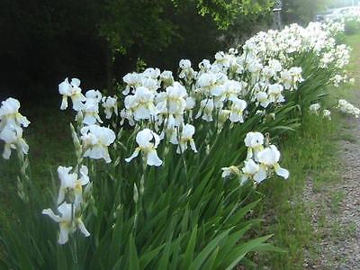 5 tall white bearded iris rhizome bulbs ...