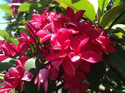 ROOTED PLUMERIA HAWAII  PLANT CUTTING  ...