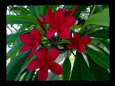 ROOTED PLUMERIA PLANT CUTTING ~ DUVAUCHELLE  ...