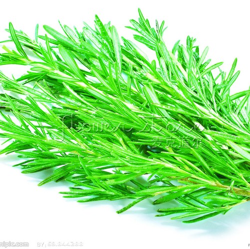 400 Rosemary Seeds (Rosmarinus officinalis)  Heirloom ...