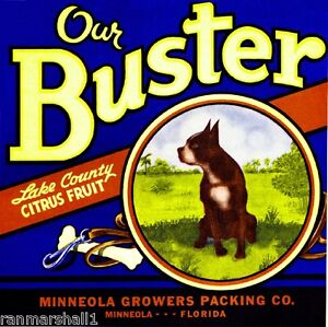 Minneola-Florida-Our-Buster-Boston-Terrier-Dog-Orange-Fruit-Crate-Label-Print