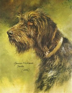 German Wirehaired Pointer #2 Dog Print - Poortvliet