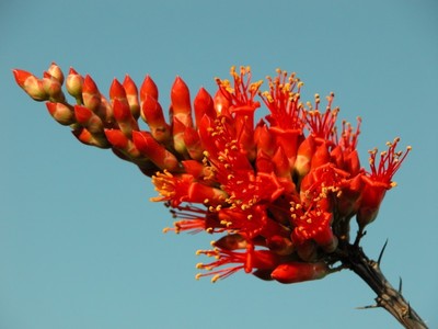 Fouquieria Splendans - Ocotillo - Rare Succulent ...