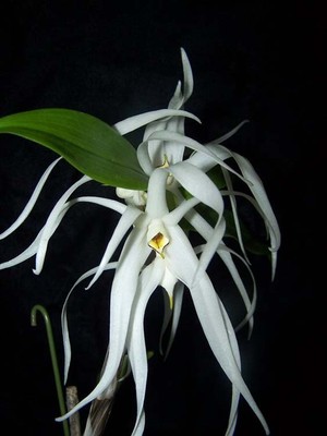 VERY RARE DENDROBIUM ORCHID SPECIES amboinense BS ...