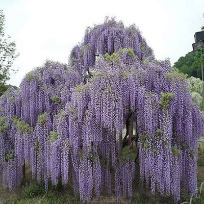 10PCS Floribunda Chinese Wisteria Tree Vine Seeds ...