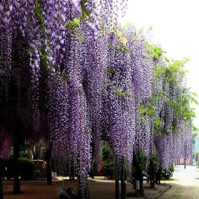 10PCS Floribunda Chinese Wisteria Vine Sinensis Seeds ...