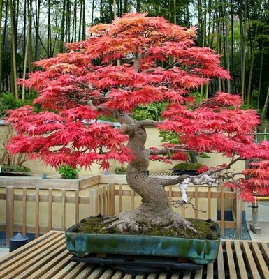 Heirloom 10 Seeds Red maple Scarlet maple ...