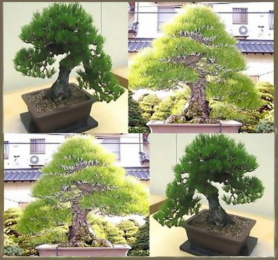 BULK Black Pine Tree Seeds FRESH Japanese ...