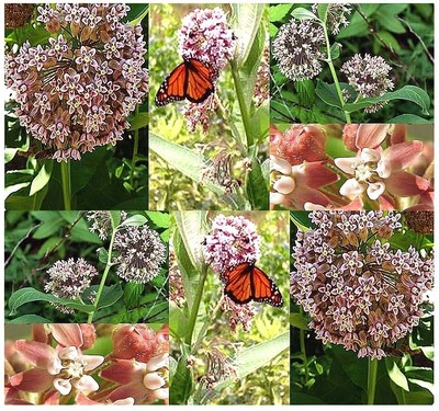 BULK Asclepias syriaca common MILKWEED Virginia Silkweed ...