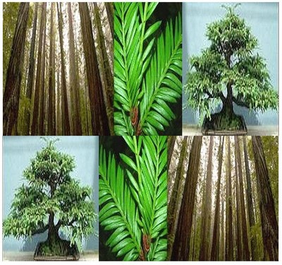 BULK  California Redwood Tree Seeds Bonsai ...