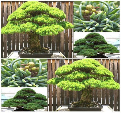 BULK Japanese  BONSAI White 5 NEEDLED ...