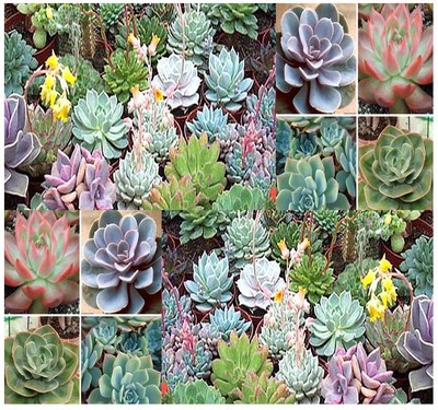 BULK DESERT ROSE ECHEVERIA MIX - Excellent ...