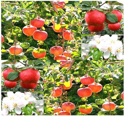 ~ BULK  ~ Malus pumila Red ...