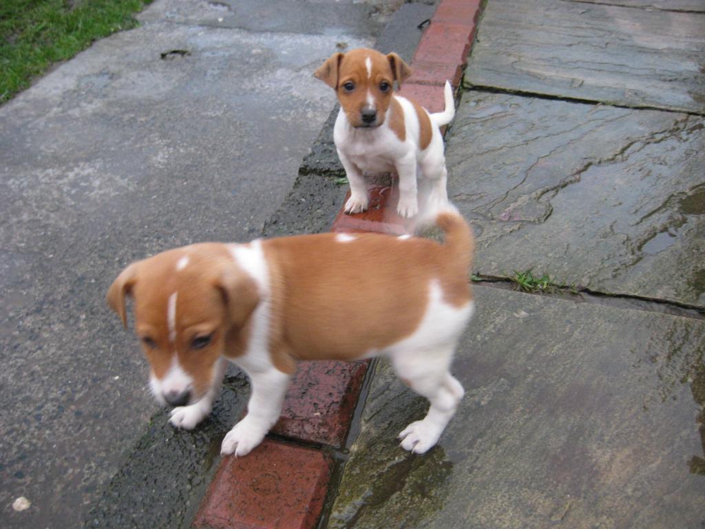 Jack Russell x Plummer terrier puppies for sale | United Kingdom | Gumtree