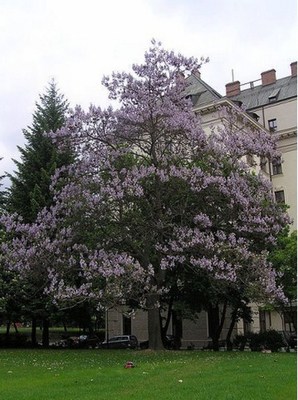 Royal Empress- Paulownia Tree- 25 Seeds