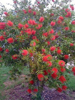 Crimson Bottlebrush- 10 Seeds