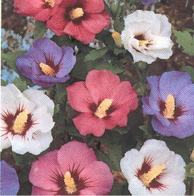 Rose of Sharon- Mix colors- 25 Seeds