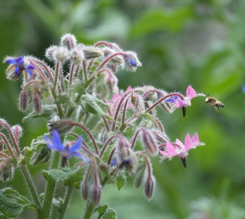 These Flowers with Super Powers Will Send Garden Pests Running eBay