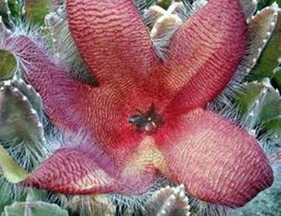 Cactus Succulent Asclepiadaceae STAPELIA grandiflora- un-rooted cutting