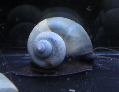 5 Blue Mystery Snail Live Freshwater Aquarium ...
