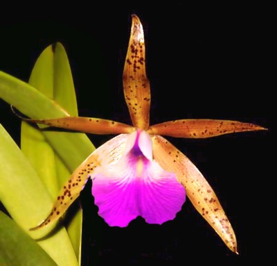 Spotted Cattleya Hippodamia x aclandiae orchid plant ...