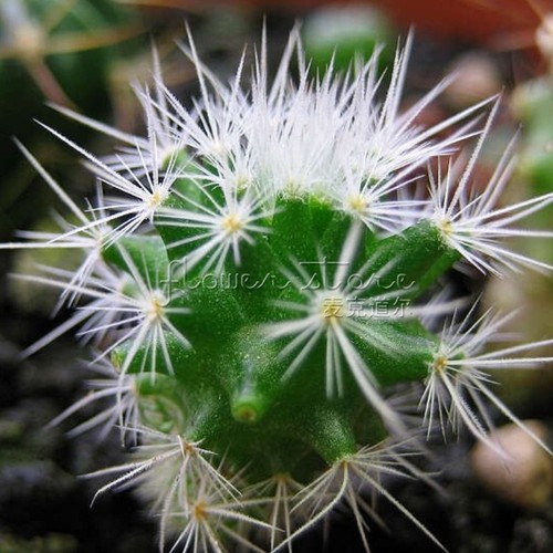100 Mixed Cactus Succulents Seeds Easy To ...
