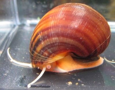 5 Chestnut Mystery Snail Live Freshwater Aquarium ...