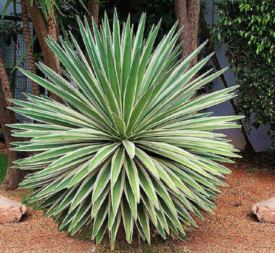 Agave angustifolia variegated @ exotic succulent rare ...
