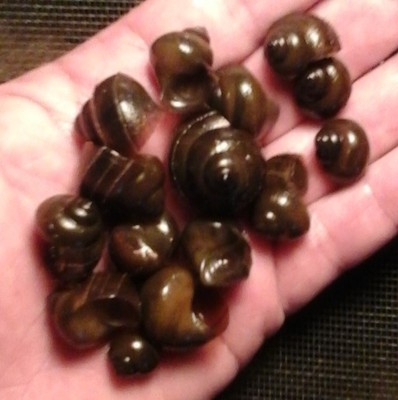 10 live bait trapdoor snails algae eater ...