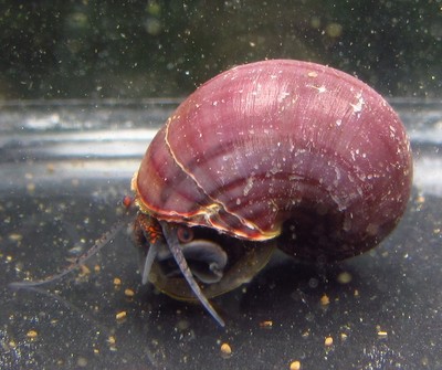 Purple Mystery Snails Live Freshwater Aquarium Fish