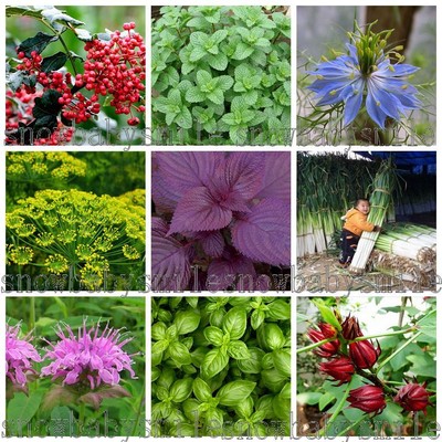 52 Variety Herb Seeds Garden Aromatic Spices ...