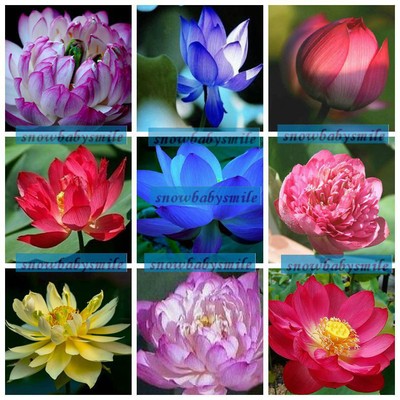 9 KIND 90+SEEDS Lotus Seeds Water Lily ...