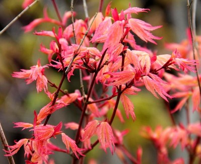 Rare Dwarf Japanese Maple Tree (Acer palmatum ...