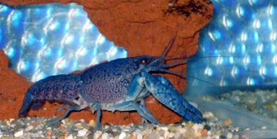 Electric Blue Crayfish (Lobster) Live fish Free ...