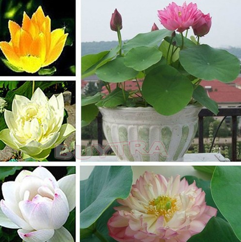 30 Pcs NEW Mix Lotus Seeds Asian ...