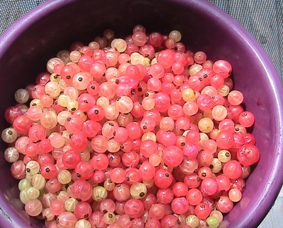 10 Imperial Red Currant Seeds