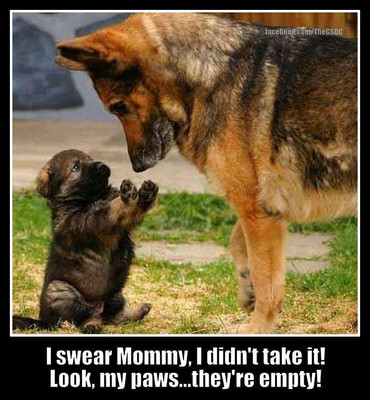 German Shepard Funny Refrigerator magnet