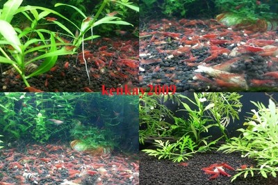 12 Cherry Shrimp - Free Priority Mail ...
