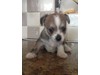 Chihuahua X jack rusell Plaistow, London