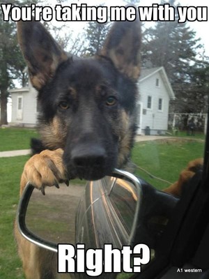 German Shepard Funny Refrigerator magnet