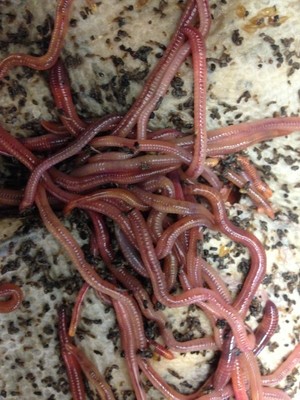 100 count of Live Red Wiggler Compost ...