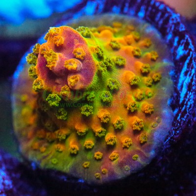 Cornbred's Pink Watermelon Acro - WYSIWYG - ...