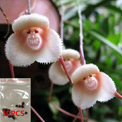 10PCS Garden Rare Monkey Face Unique Orchid ...