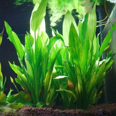 Artificial Green Plant Grass Fish Tank Aquarium ...